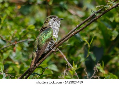 Shining Bronze Cuckoo In New Zealand