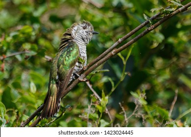 Shining Bronze Cuckoo In New Zealand