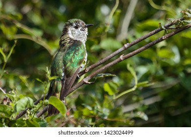 Shining Bronze Cuckoo In New Zealand