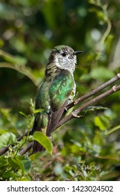 Shining Bronze Cuckoo In New Zealand