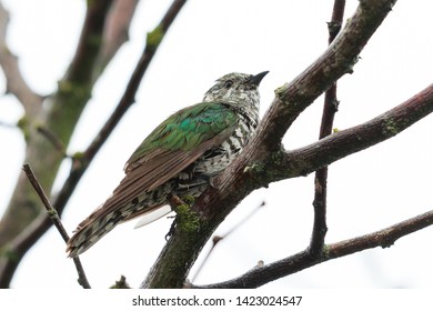 Shining Bronze Cuckoo In New Zealand