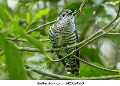 Shining Bronze Cuckoo In New Zealand