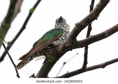 Shining Bronze Cuckoo In New Zealand