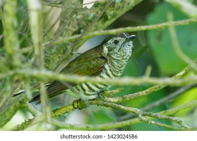 Shining Bronze Cuckoo In New Zealand