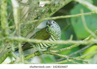 Shining Bronze Cuckoo In New Zealand