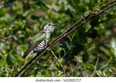 Shining Bronze Cuckoo In New Zealand