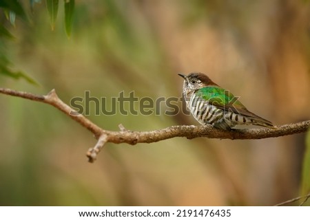 Shining bronze-cuckoo (Chrysococcyx lucidus) a beautiful tiny cuckoo bird with colorful green back perched an a branch in the australian bush. I eats caterpillar.