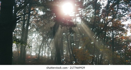 Shining in the forest to eye