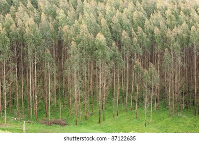 Shining Gum Plantation (Eucalyptus Nitens) For Logging.