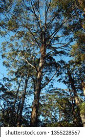 The Shining Gum Is A Very Tall Eucalyptus Tree Found On The Great Dividing Range In Victoria And New South Wales, Australia (Eucalyptus Nitens).