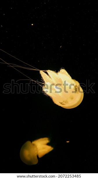 shining jellyfish in the deep\
water
