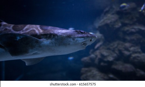 Shining Leopard Shark