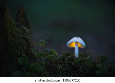 Shining mushrooms in the early evening forest