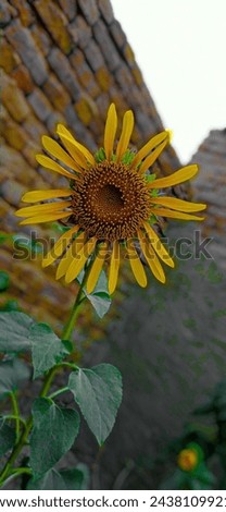 Shining sunflower Beautiful sunflower Yellow Sunflower 