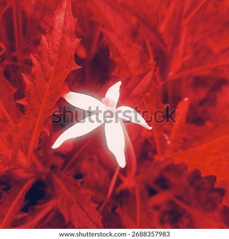 shining whiteflower in the redleaf