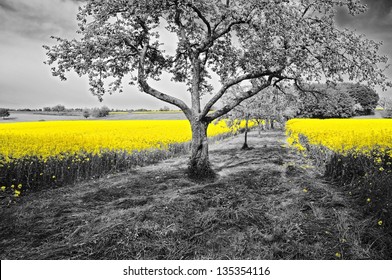 Shining yellow oilseed rape fields in a black and white landscape with blossoming apple trees
