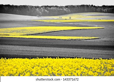 Black And White Flower Field Stock Photos Images Photography Shutterstock