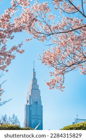 Shinjuku Gyoen Cherry Blossoms, Shinjuku Gyoen National Garden, Naitomachi, Shinjuku City, Tokyo