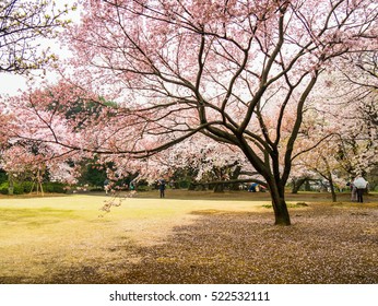 Shinjuku Gyoen In Tokyo, Japan