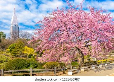 Shinjuku, Japan Gardens In The Spring Season.