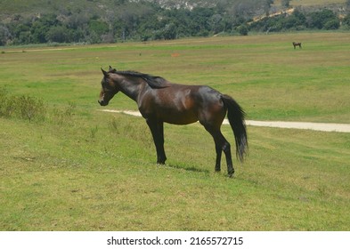 Shinny Black Horse Patrolling The Green Fields.