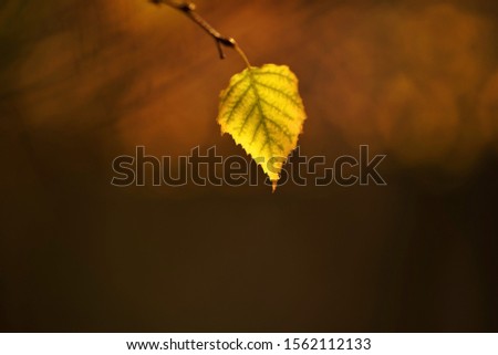 Similar – Herbstfoto Natur Himmel