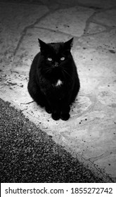 Shiny Black Cat Sitting On The Floor, Stray Animals