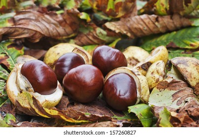 11,634 Horse Nuts Images, Stock Photos & Vectors | Shutterstock