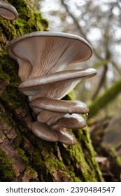 Shiny brown oyster mushroom hats in drops of water growing on a mossy tree trunk