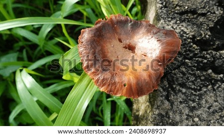 Shiny brownish mushroom plant of the type Genoderma lucidum growing on tropical rocks. Uncommon mushroom species.