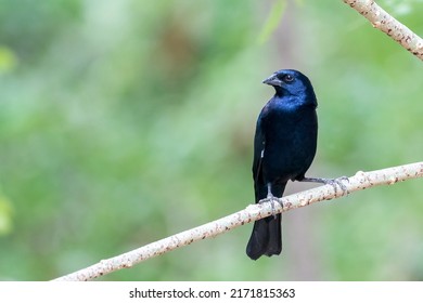 A Shiny Cowbird looking to the left while perched on a branch at Pouso Alegre Lodge, Northern Pantanal, Mato Grosso State, Brazil - Shutterstock ID 2171815363