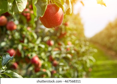 Shiny delicious apples hanging from a tree branch in an apple orchard - Shutterstock ID 467568311