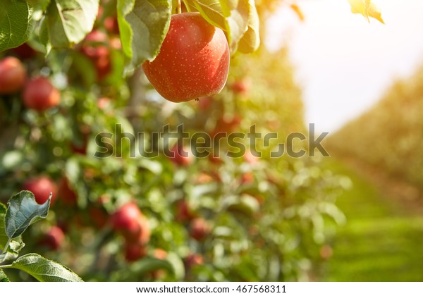 Shiny delicious apples hanging from a tree branch\
in an apple orchard