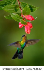 Shiny glossy Fiery-throated Hummingbird, Panterpe insignis, shiny colorful bird in flight. Wildlife flight action scene from tropical forest in dark habitat. Mountain bright animal from Costa Rica.