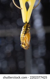 Shiny Gold Butterfly Cocoon Hanging From A Clip