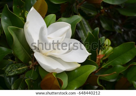 Similar – magnolia blossom