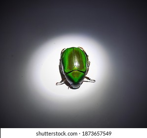 Shiny Head Green Christmas Beetle