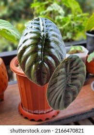 Shiny Leaf Of Alocasia Cuprea Or Skull Alocasia From Kalimantan Island 