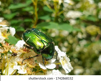 Shiny metallic green and gold colors of European rose chafer (Cetonia aurata) or green rose chafer insect on plant in garden pollinating vegetation, in summer