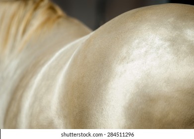 Shiny Perlino Akhal-teke Horse Coat Detail Closeup