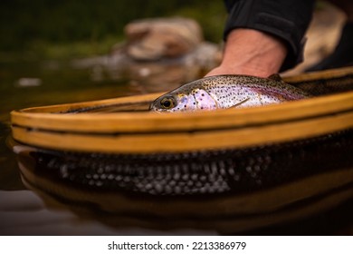 Shiny Rainbow Trout Fish In A Net