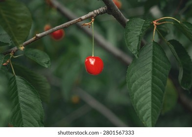 Shiny red cherry hangs singly on branch framed by green leaves on blurred dark background. Selective focus.