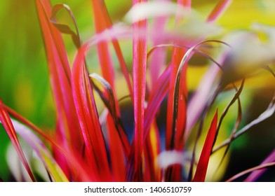 Shiny red leaves of Cogon Grass also Japgrass 'Red Baron' (Imperata cylindrica rubra) in Sun Rays - Shutterstock ID 1406510759