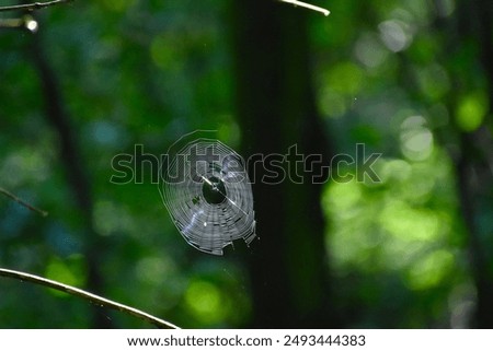 Similar – Image, Stock Photo shiny spider web with water droplets