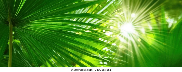 shiny sunlight in an idyllic green palm garden, tropical vegetation background banner concept with copy space for travel, vacations and beauty care  - Powered by Shutterstock