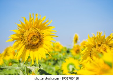 Shiny yellow sunflower stand against blue bright sky background on sunny day in summer