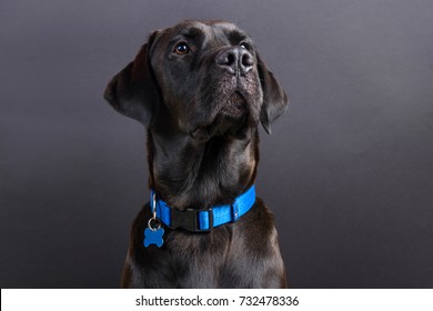Shiny young black labrador wearing blue collar, looking away on black background