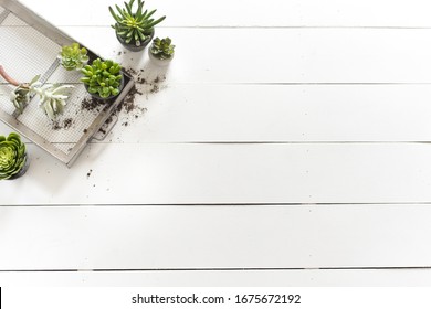 Shiplap Farmhouse Succulents Layflat Spring 