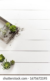 Shiplap Farmhouse Succulents Layflat Spring 