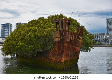 Shipwrecked Ss Ayrfield With Trees, Sydney, NSW, Australia 